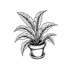 Elegant botanical illustration of a potted peace lily with meticulously drawn foliage and pot showcasing plant art