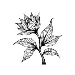 Botanical illustration of a blooming flower with leaves isolated on white background showcasing nature's beauty