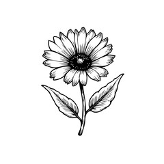 Detailed monochrome botanical illustration showcasing a single sunflower with intricate line art on a white backdrop