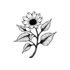 Elegant sunflower botanical illustration with delicate line work showcasing a natural aesthetic and floral beauty