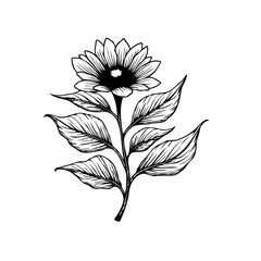 Detailed line art drawing showcasing a beautiful sunflower with leaves isolated on white background illustration