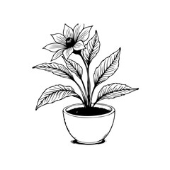 Elegant botanical illustration of a flowering plant in a pot with detailed leaves in monochrome art