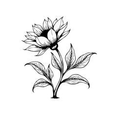 Elegant floral illustration featuring a stylized flower bloom with leaves in detailed line art design