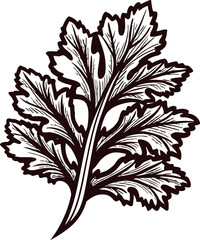 Hand drawn parsley leaf isolated on white background vintage botanical illustration