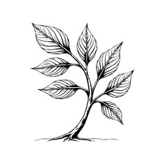 Elegant botanical illustration showcasing intricate leaf details and stem structure suitable for designs and creative projects
