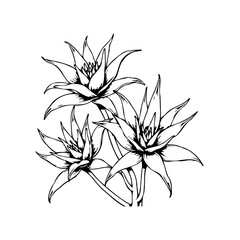 Elegant botanical illustration showcases delicate lily flowers with intricate details offering a timeless appeal and serene beauty
