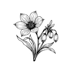 Elegant botanical line art illustration showcasing a flowering plant with detailed petals and budding fruits
