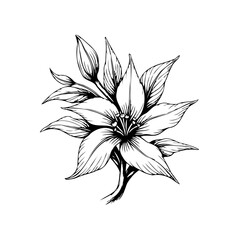 Elegant botanical illustration capturing a detailed depiction of a blooming flower with intricate line work showcasing its delicate features