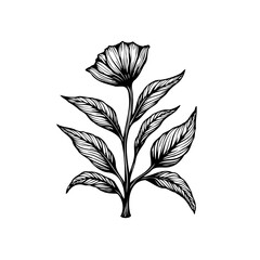 Botanical black and white illustration a delicate flower and leaves adding charm to various designs and projects