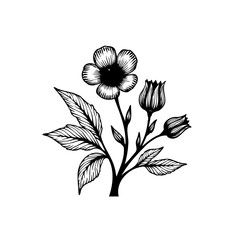 Detailed botanical illustration of a flower with leaves and buds a black and white drawing