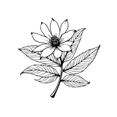 Detailed botanical illustration featuring a blooming flower with prominent petals and intricate leaves design showcases nature's beauty
