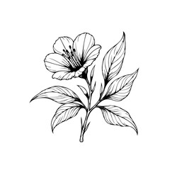 Elegant botanical illustration featuring delicate flower and leaves design for cards and invitations with minimalism style