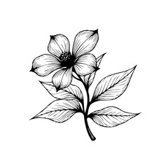 Detailed monochrome flower drawing showcases intricate floral beauty and elegant botanical art design element isolated on white background