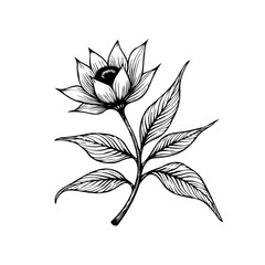 Elegant botanical illustration featuring a blossoming flower with intricate line work and delicate leaves showing nature beauty