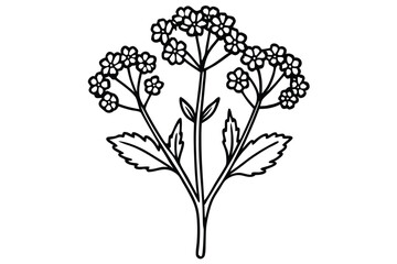 Black and White Line Art Illustration of a Verbena Flower with Leaves and Stem