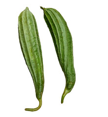 a pair of fresh ridge gourd isolated on a white background