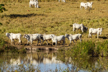 Rebanho bovino junto à lagoa em dia ensolarado com reflexo da boiada em lagoa de fazenda.
