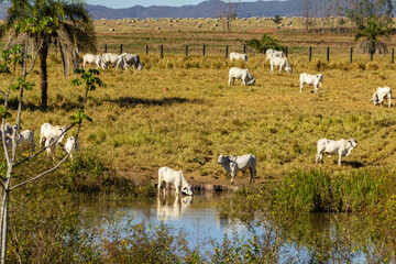 Um animal bebendo água e restante do gado pastando tranquilamente junto à margem da lagoa.