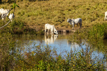 Um animal bebendo água na lagoa e restante do gado pastando tranquilamente, com imagem refletida na água.