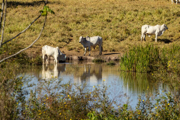 Rebanho em ambiente rural em pasto com lagoa refletindo a imagem em dia claro e bem iluminado.