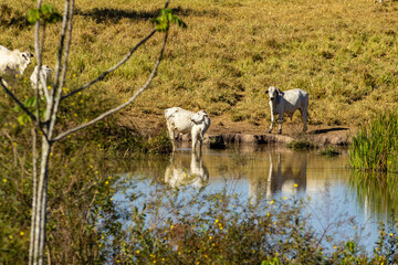 Gado pastando tranquilamente junto à margem da lagoa.
