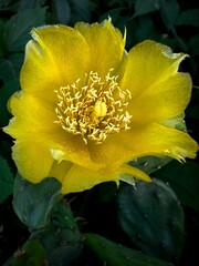 yellow flower