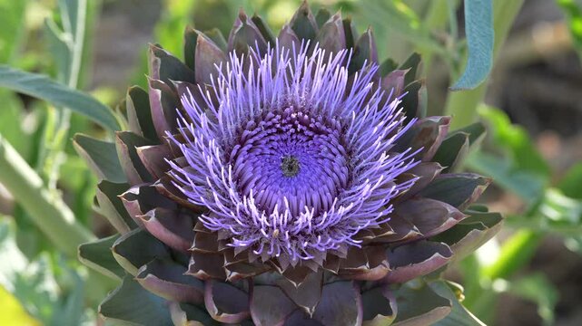 artichoke flower in the garden