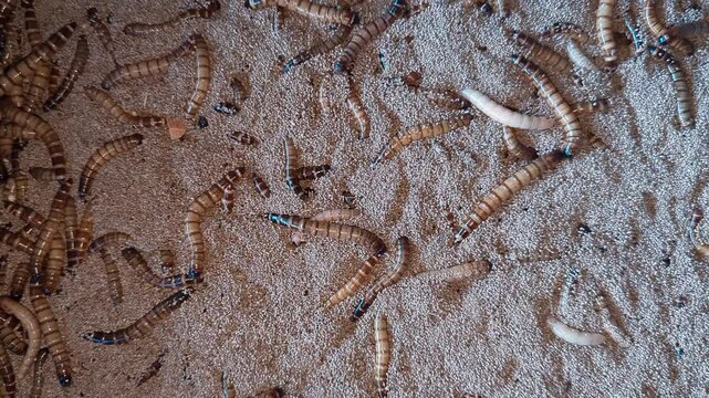 German caterpillars are larvae of the Zophobas morio beetle which are currently widely cultivated in Indonesia. German caterpillars are widely used as food for several pets such as songbirds, etc