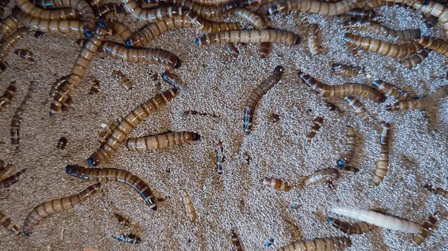 German worms (superworms) are used as animal feed for livestock and pets and have high nutritional value in terms of protein and fat.