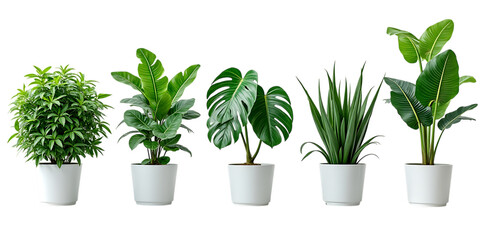 Fototapeta premium Five potted green houseplants arranged in a row on black background foliage