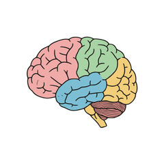 Brain with lobes , vector image isolated on transparent background