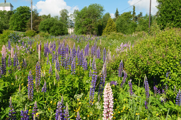 Blühende Wiese im Juni in Norwegen in der Nähe von Jessheim, Oslo. Es blüht eine Vielzahl von Blumen insbesondere Lupinen, Lupinus.