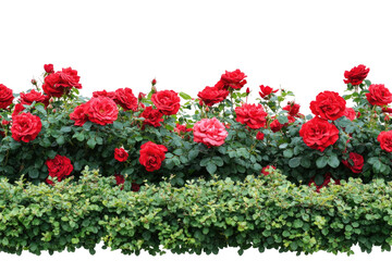 Lush red roses in a garden border
