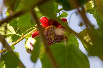 Uma flor de maracujá escondida entre folhas e ramos com céu ao fundo.