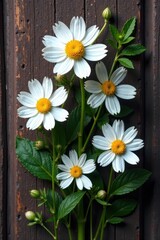 Obraz premium Delicate edelweiss blossoms nestled on rustic wood , wood texture, single flower
