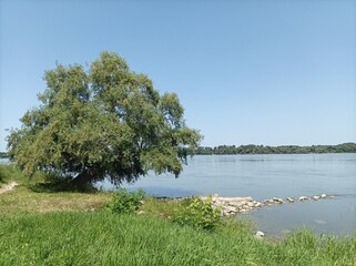 tree on the river