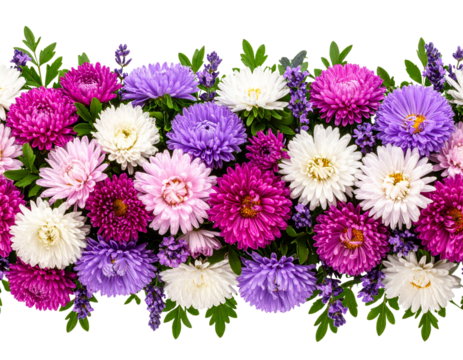 A seamless repeating floral border composed of aster flowers in alternating shades of magenta, isolated on a transparent background.