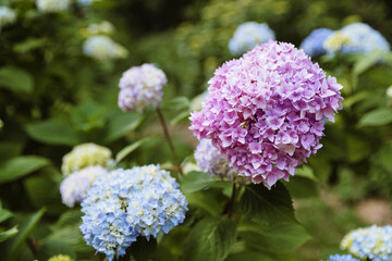 Fototapeta premium Blooming lilac hydrangea in the park in spring.