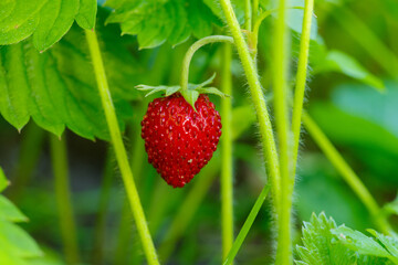 dojrzała czerwona poziomka wśród zieleni © Henryk Niestrój