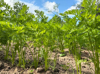 Young carrot seedlings with leaves in cultivated bed. Close up.