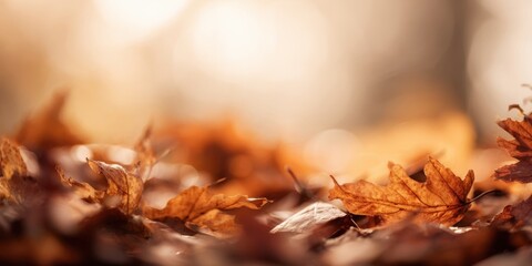 The fallen leaves creating a beautiful autumn landscape background.