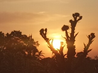 sunset in the desert