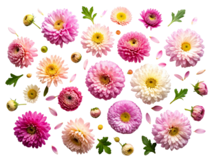 Flat Lay of Aster Flowers with Scattered Petals and Buds, isolated on a transparent background.