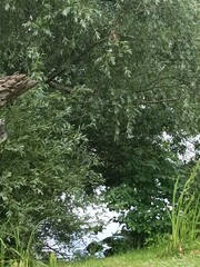 green forest in the morning