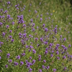 Fototapeta premium Vibrant purple wildflowers, one in sharp focus , high resolution, spring, image