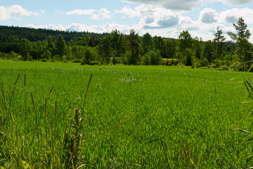 Eine Wiese im Frühling kurz vorm mähen fürs Heu. Im Hintergrund ein Wald. Gesehen auf dem...
