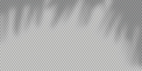 Natural tree branch shadow overlay with realistic leaf patterns, isolated on transparent background for photo effects, digital design, and mockup use