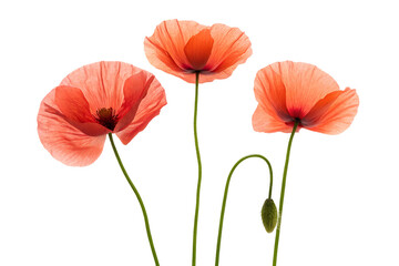 Obraz premium Elegant Poppies A Trio of Delicate Orange Blooms on White Background