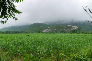 Fog drifting over sugarcane fields, Ayodhya Hills, monsoon landscape