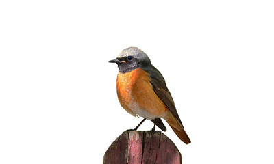 red backed shrike, bird png, rusty-tailed bird png photo